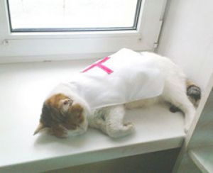 ����� ����� ���������� ��������� �������